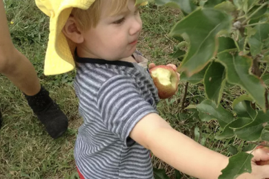 child picking apples from a tree